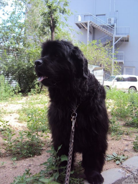 Фото: ньюфаундленд Yudzhiniya iz Medvejyego Yara (Юджиния из Медвежьего Яра)