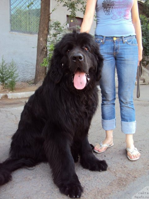 Фото: ньюфаундленд Zinedin iz Sibirskoy Glubinki (Зинедин из Сибирской Глубинки)