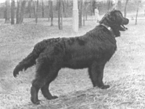 Фото: ньюфаундленд Juja (Жужа)