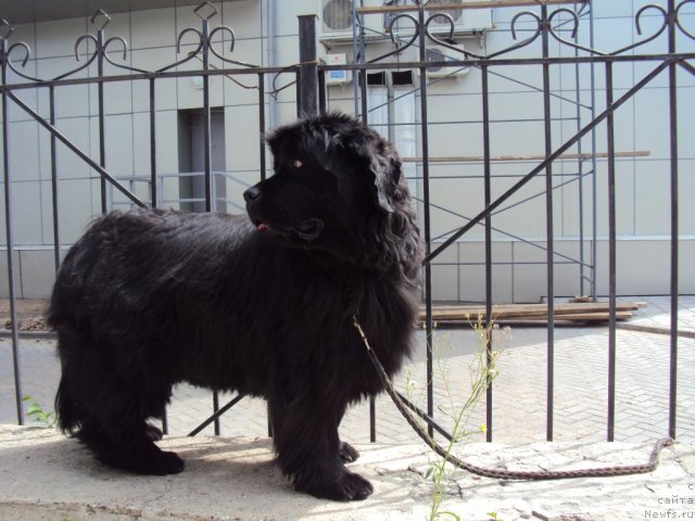 Фото: ньюфаундленд Yudzhiniya iz Medvejyego Yara (Юджиния из Медвежьего Яра)