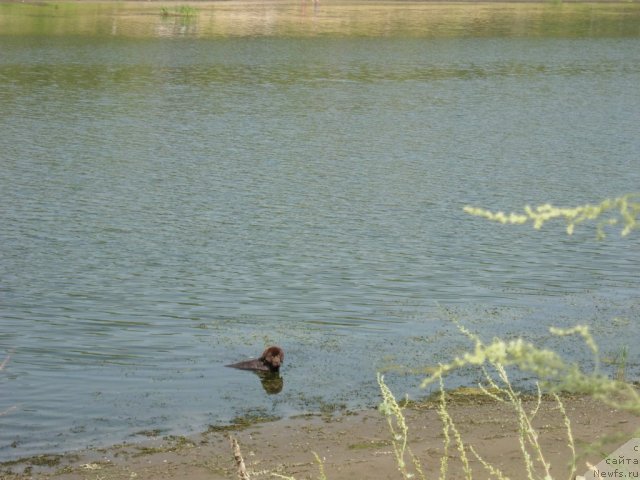 Фото: ньюфаундленд Zvezdnaya Toskana Lesnaya Raskrasavica (Звездная Тоскана Лесная Раскрасавица)