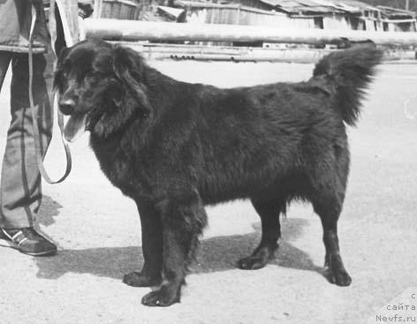 Фото: ньюфаундленд Panna YUna Amar (Панна Юна Амар)