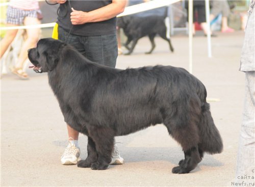Фото: ньюфаундленд Potap YAstreb (Потап Ястреб)