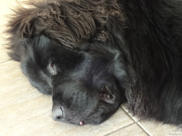 Фото: ньюфаундленд Potap Yaroslav Velikiy (Потап Ярослав Великий)