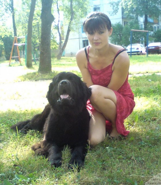 Фото: ньюфаундленд Potap Yarika (Потап Ярика), Anastasiya Marchenko (Анастасия Марченко)