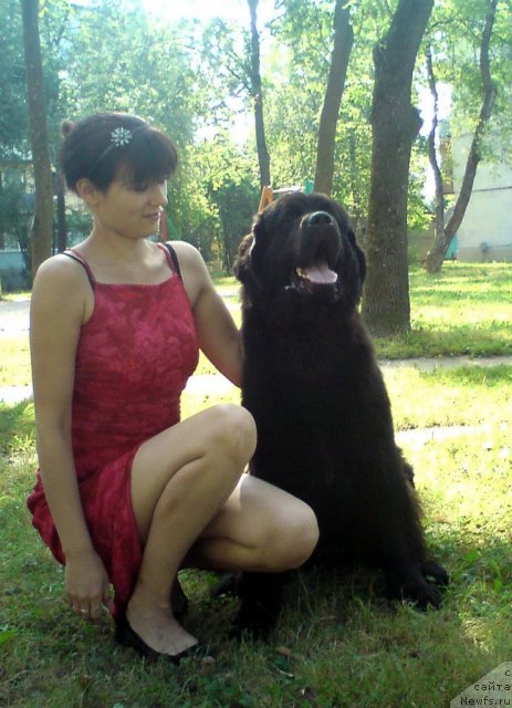 Фото: ньюфаундленд Potap Yarika (Потап Ярика), Anastasiya Marchenko (Анастасия Марченко)