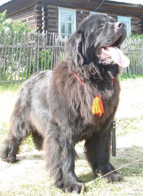 Фото: ньюфаундленд Ih Vyisochestvo Batterflyay Blyek Omeliya (Их Высочество Баттерфляй Блэк Омелия)