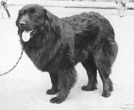 Фото: ньюфаундленд Panna Bagira Amar (Панна Багира Амар)