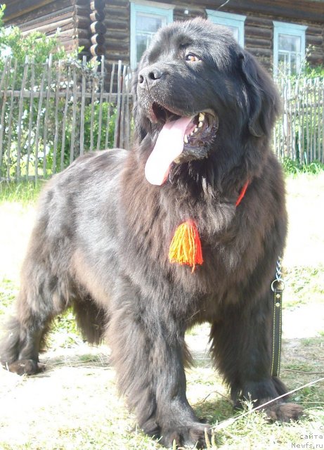 Фото: ньюфаундленд Ih Vyisochestvo Batterflyay Blyek Omeliya (Их Высочество Баттерфляй Блэк Омелия)