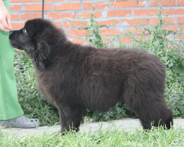 Фото: ньюфаундленд Akvatoriya Kelvin Nahimov (Акватория Келвин Нахимов)