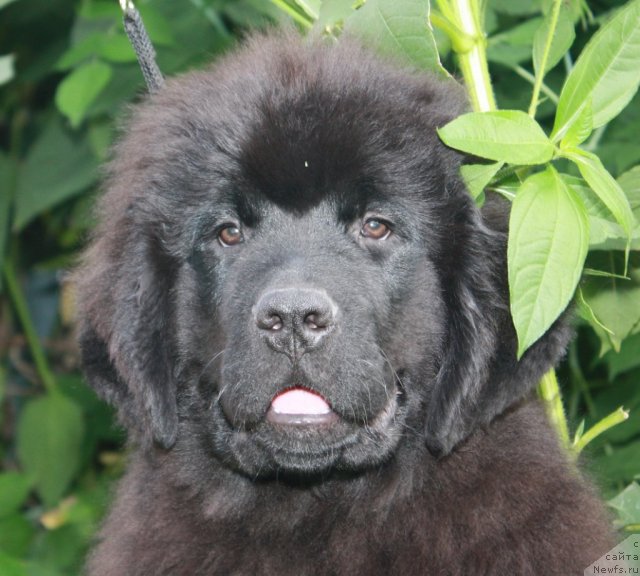 Фото: ньюфаундленд Akvatoriya Kelvin Nahimov (Акватория Келвин Нахимов)