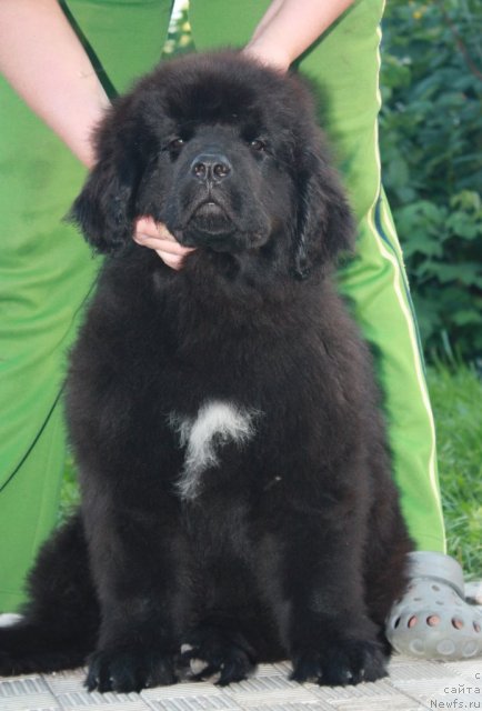 Фото: ньюфаундленд Akvatoriya Kelvin N'yuton (Акватория Келвин Ньютон)