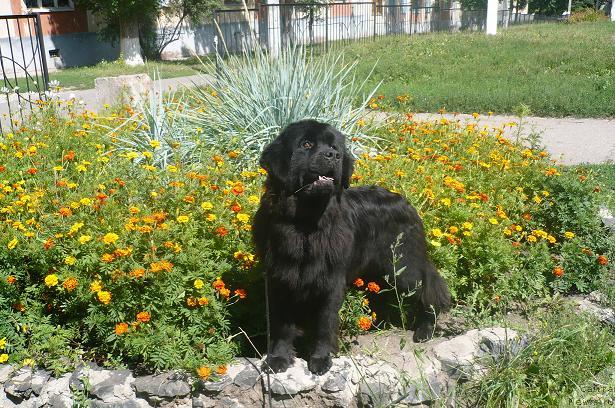 Фото: ньюфаундленд Undina Bell-Ail ot Tsatsyby (Ундина Белл-Айл от Цацибы)