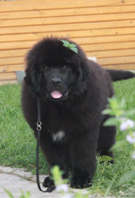 Фото: ньюфаундленд Akvatoriya Kelvin Nikanor (Акватория Келвин Никанор)