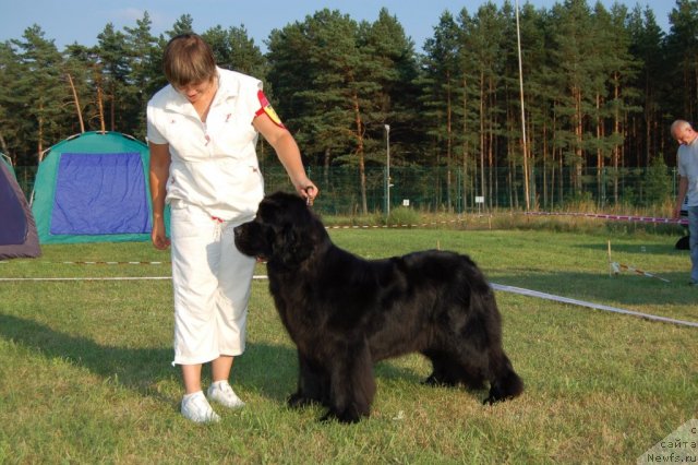 Фото: ньюфаундленд Perfect Jewel Nuo Ozo Kalvu