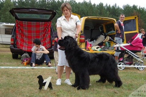 Фото: ньюфаундленд Perfect Jewel Nuo Ozo Kalvu