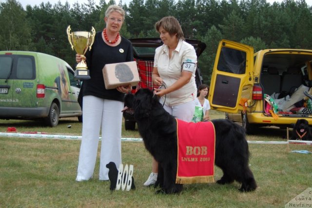 Фото: ньюфаундленд Perfect Jewel Nuo Ozo Kalvu