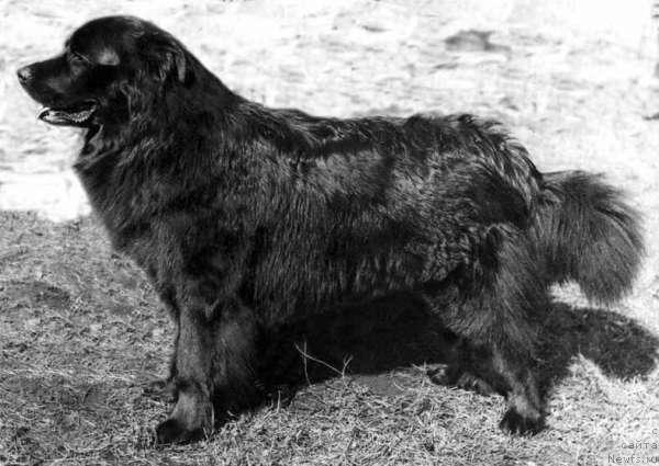 Фото: ньюфаундленд Syer Al Gnorsi Burke (Сэр Ал Гнорси Бурке)