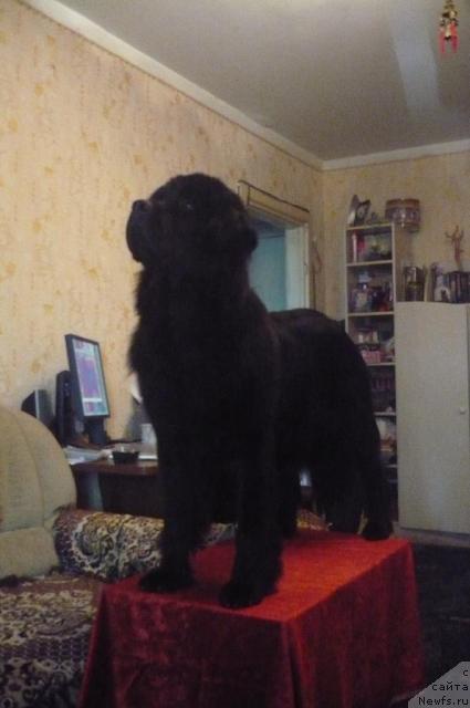 Фото: ньюфаундленд Undina Bell-Ail ot Tsatsyby (Ундина Белл-Айл от Цацибы)