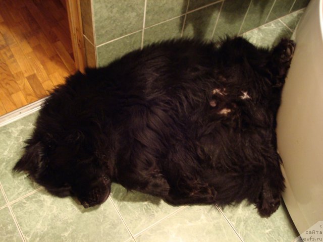 Фото: ньюфаундленд Smigar Dar Bojiy (Смигар Дар Божий)