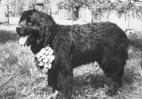 Фото: ньюфаундленд YUdji Gyoz (Юджи Гёз)