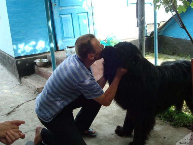 Фото: ньюфаундленд Smigar Dar Bojiy (Смигар Дар Божий)