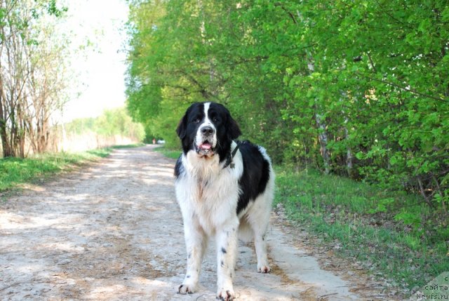 Фото: ньюфаундленд H'yugo Boss iz Unikal'noy Kollekcii (Хьюго Босс из Уникальной Коллекции)