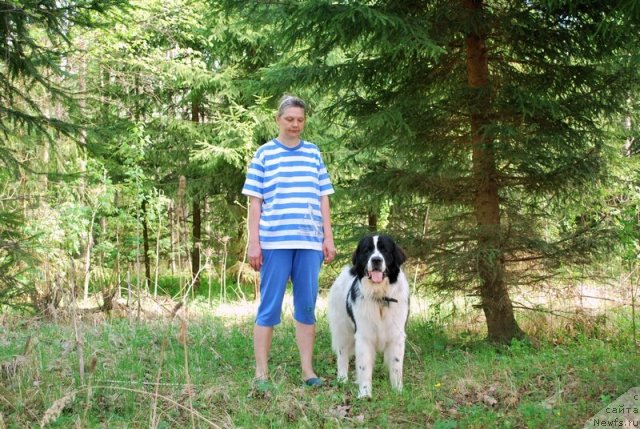 Фото: ньюфаундленд H'yugo Boss iz Unikal'noy Kollekcii (Хьюго Босс из Уникальной Коллекции)