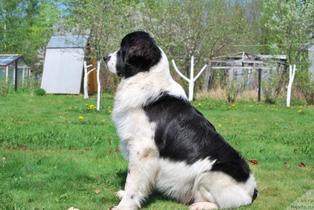 Фото: ньюфаундленд H'yugo Boss iz Unikal'noy Kollekcii (Хьюго Босс из Уникальной Коллекции)