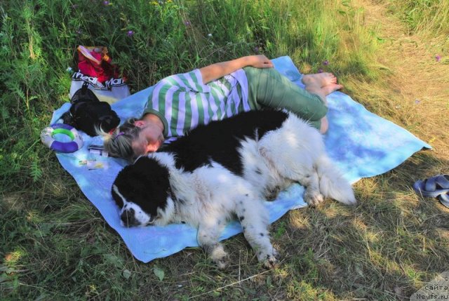 Фото: ньюфаундленд H'yugo Boss iz Unikal'noy Kollekcii (Хьюго Босс из Уникальной Коллекции)