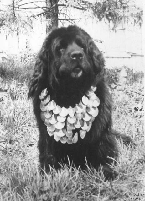 Фото: ньюфаундленд YUdji Gyoz (Юджи Гёз)