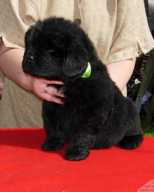 Фото: ньюфаундленд Smigar SHud bi Byest (Смигар Шуд би Бэст)