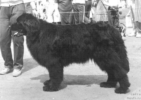 Фото: ньюфаундленд Sandri Ju (Сандри Жу)