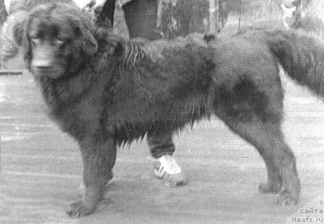 Фото: ньюфаундленд Gerda Nik (Герда Ник)