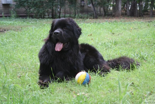 Фото: ньюфаундленд Dyurbahler Klab Al' Pochino (Дюрбахлер Клаб Аль Почино)