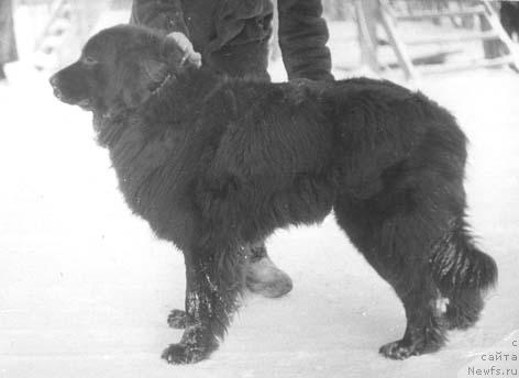 Фото: ньюфаундленд Orbi Mollidyen (Орби Моллидэн)