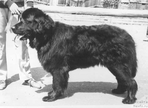 Фото: ньюфаундленд Onora Mollidyen (Онора Моллидэн)