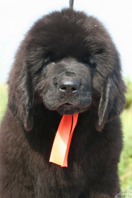 Фото: ньюфаундленд YUvelinda Povelitel'nica Ognya (Ювелинда Повелительница Огня)