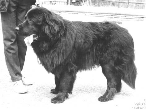 Фото: ньюфаундленд Ost Mollidyen (Ост Моллидэн)