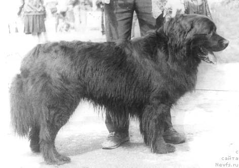 Фото: ньюфаундленд Ost Mollidyen (Ост Моллидэн)