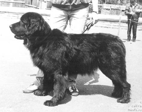 Фото: ньюфаундленд Ol'da Mollidyen (Ольда Моллидэн)