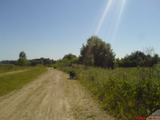 Фото: ньюфаундленд Sud'byi Podarok (Судьбы Подарок)