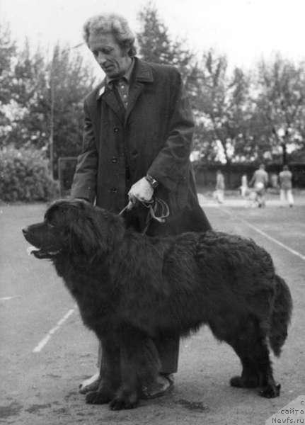 Фото: ньюфаундленд Al Gabor Burke (Ал Габор Бурке)