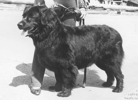 Фото: ньюфаундленд Odiliya Mollidyen (Одилия Моллидэн)