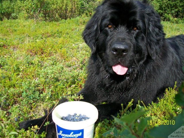 Фото: ньюфаундленд Gloriya Grand Blek (Глория Гранд Блек)