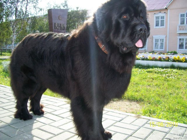 Фото: ньюфаундленд Fortuna of Giant's Island