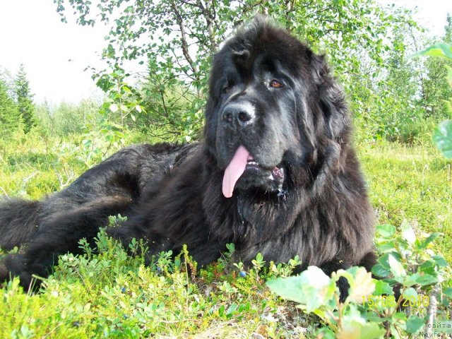 Фото: ньюфаундленд Fortuna of Giant's Island