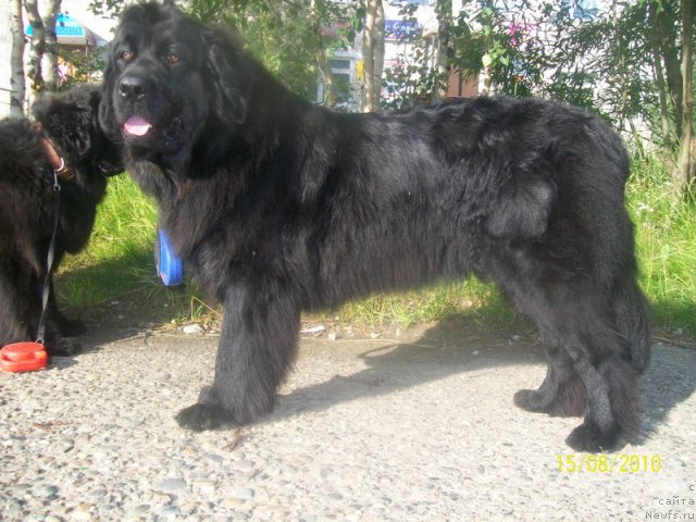 Фото: ньюфаундленд Gloriya Grand Blek (Глория Гранд Блек)
