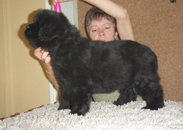 Фото: ньюфаундленд Noti Viv'en iz Medvej'ego YAra (Ноти Вивьен из Медвежьего Яра)