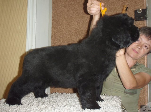 Фото: ньюфаундленд Nyeyche  Vivid iz Medvej'ego YAra (Нэйче  Вивид из Медвежьего Яра)